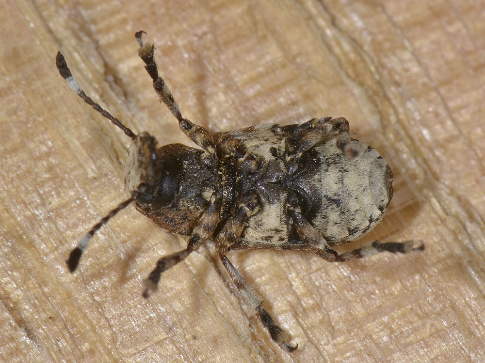 Platystomos albinus (Anthribidae)